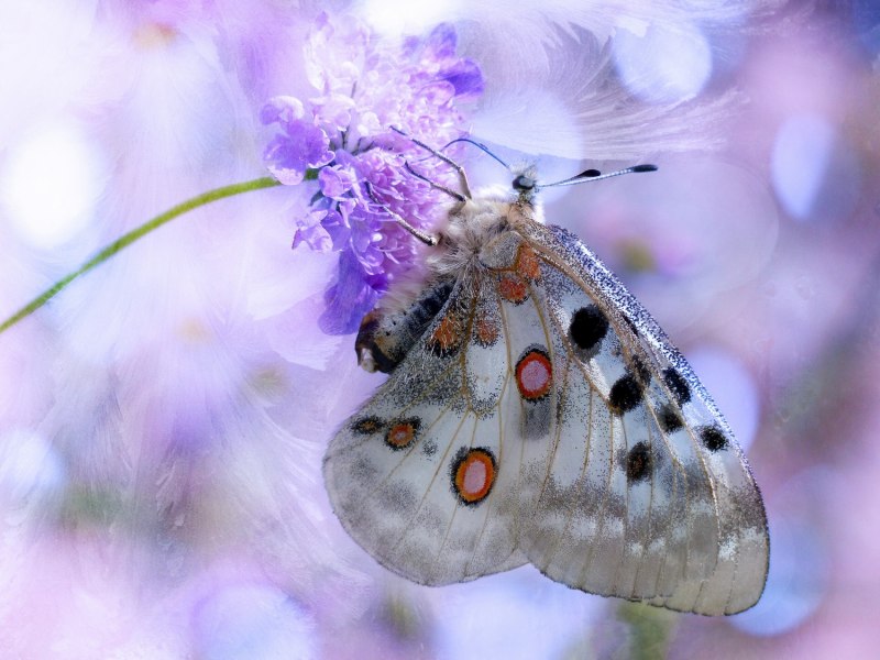 Аполлон (Parnassius Apollo)