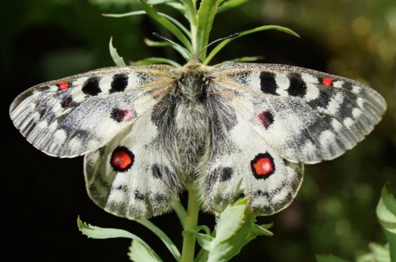 Аполлон (Parnassius Apollo)