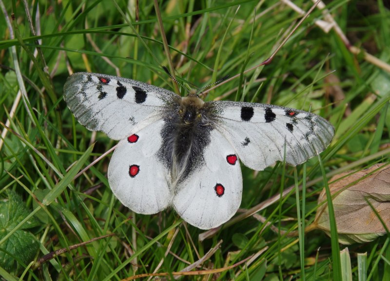 Аполлон -Parnassius Apollo (Linnaeus, 1758)