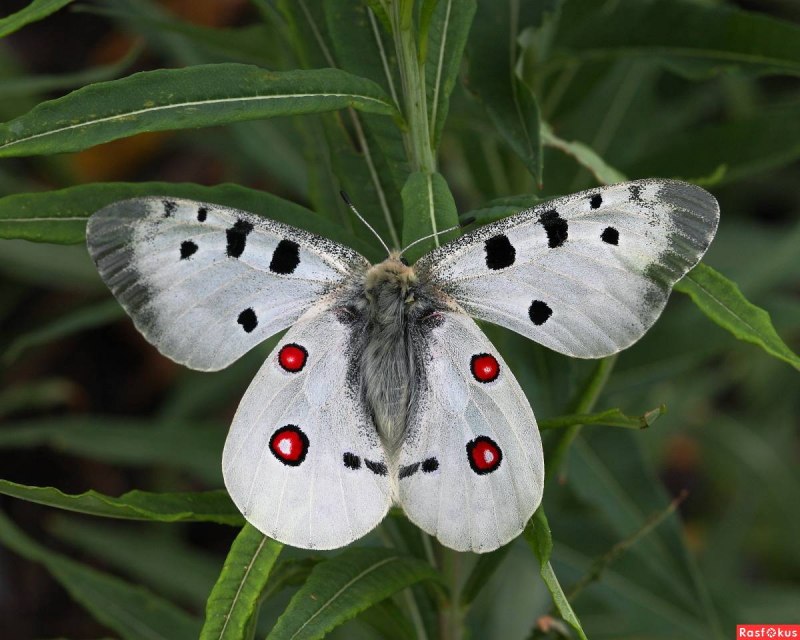 Аполлон обыкновенный (Parnassius Apollo)