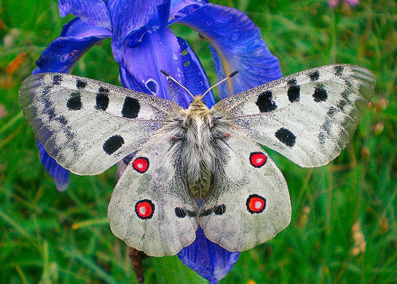 Аполлон обыкновенный (Parnassius Apollo)