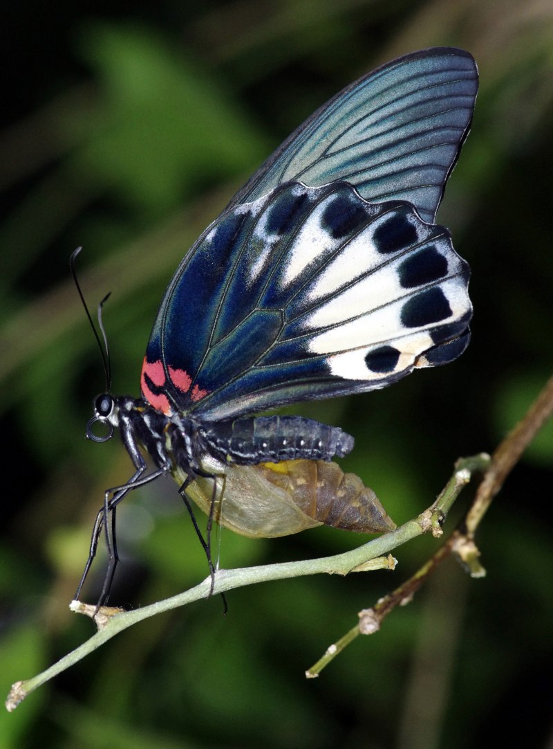 Аполлон обыкновенный (Parnassius Apollo)