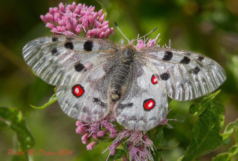 Parnassius Apollo