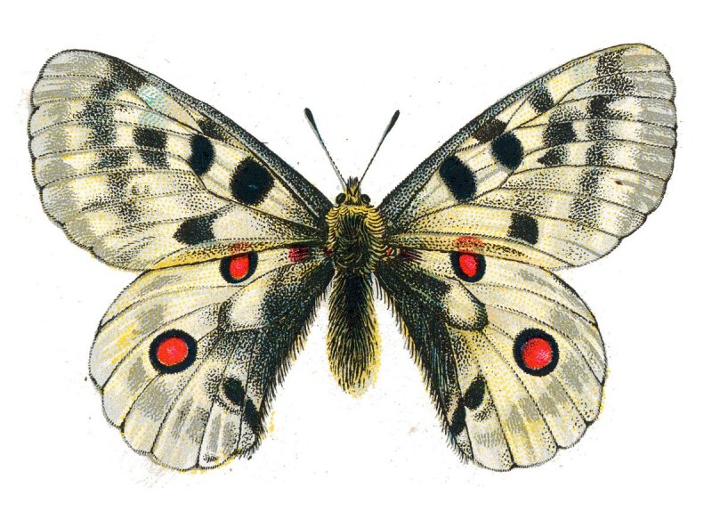 Аполлон (Parnassius Apollo)