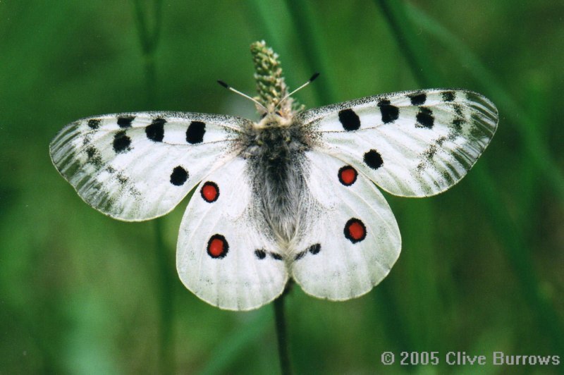 Аполлон бабочка (76 фото)