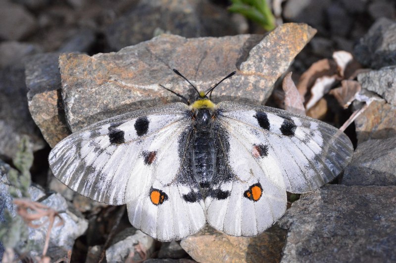 Parnassius Apollo