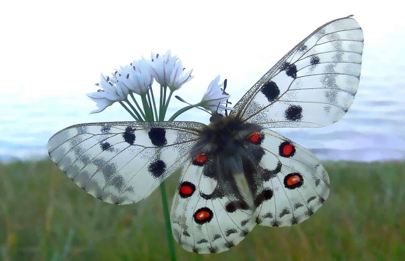 Аполлон (Parnassius Apollo)