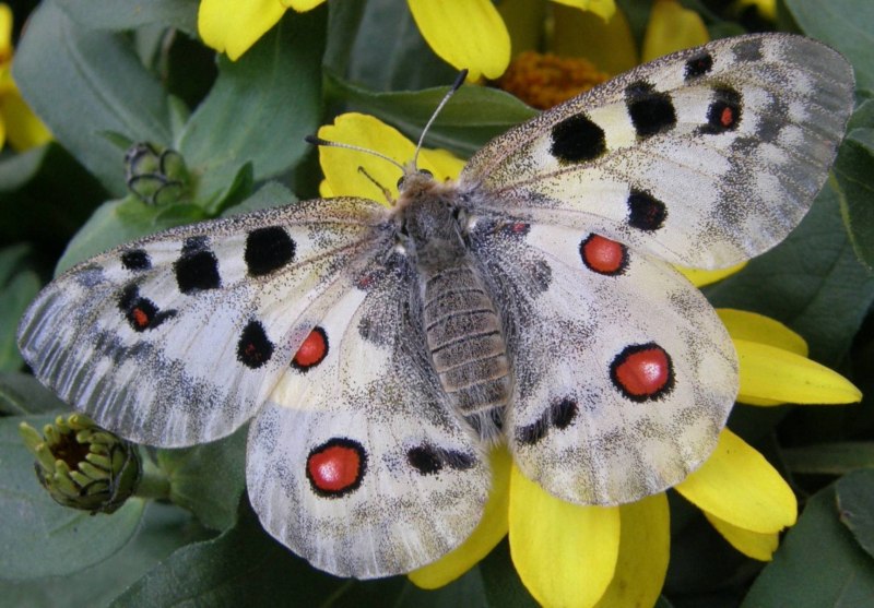 Аполлон обыкновенный (Parnassius Apollo)