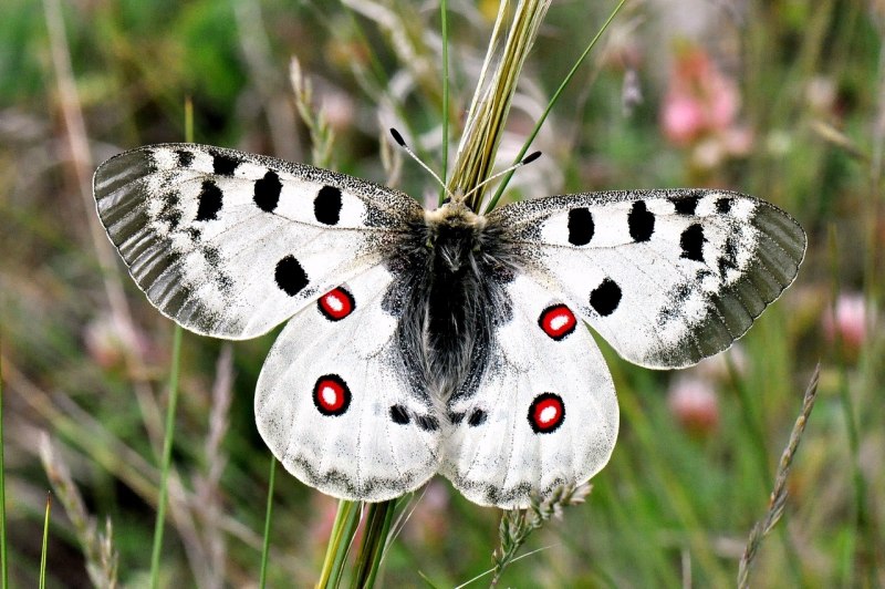 Аполлон -Parnassius Apollo (Linnaeus, 1758)