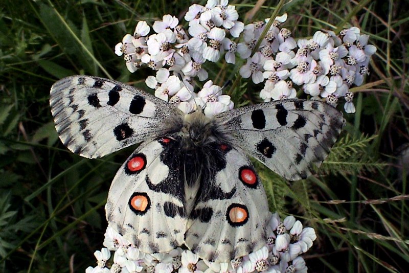 Аполлон -Parnassius Apollo (Linnaeus, 1758)
