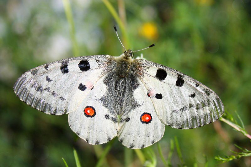 Parnassius Apollo Linnaeus, 1758