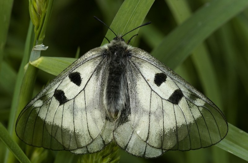 Аполлон обыкновенный (Parnassius Apollo)