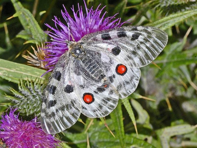 Аполлон -Parnassius Apollo (Linnaeus, 1758)
