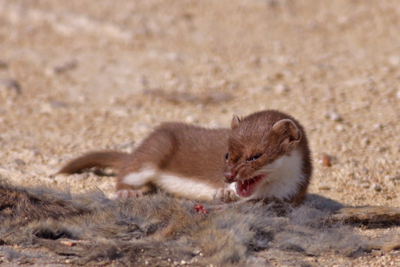 Ласка (Mustela nivalis)
