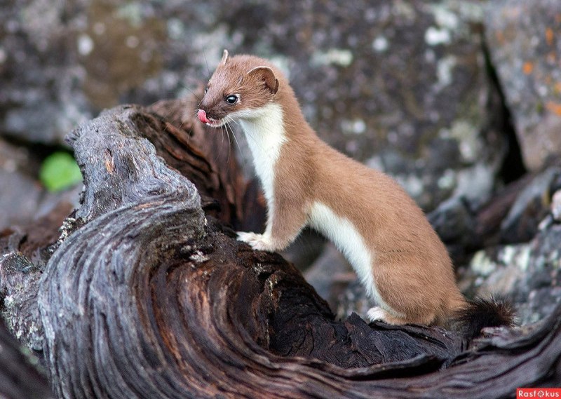 Ласка (Mustela nivalis)