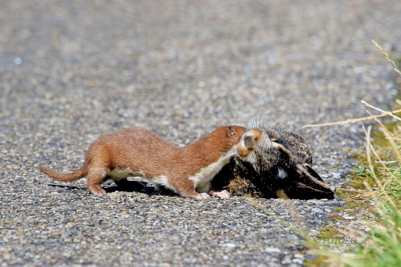 Ласка (Mustela nivalis)