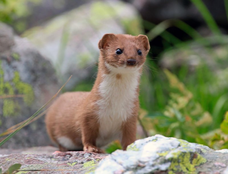 Ласка (Mustela nivalis)