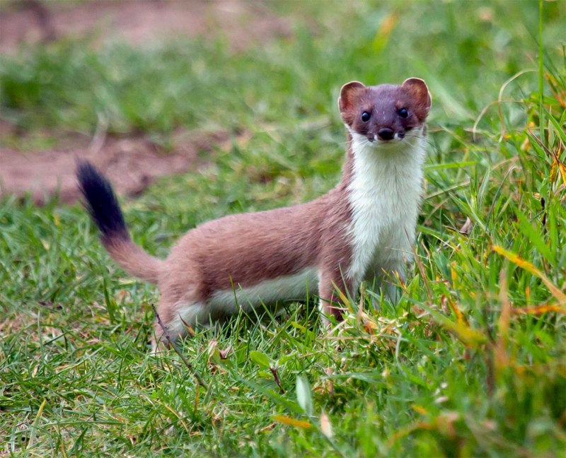 Mustela nivalis Linnaeus