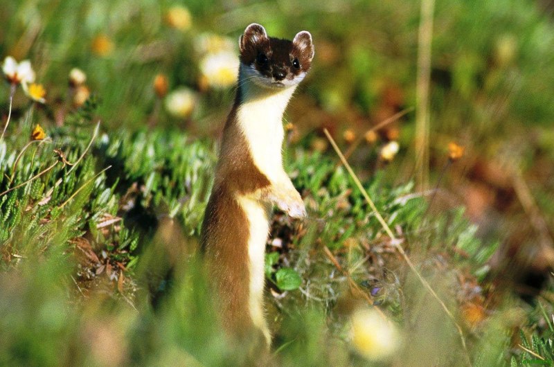 Ласка (Mustela nivalis)