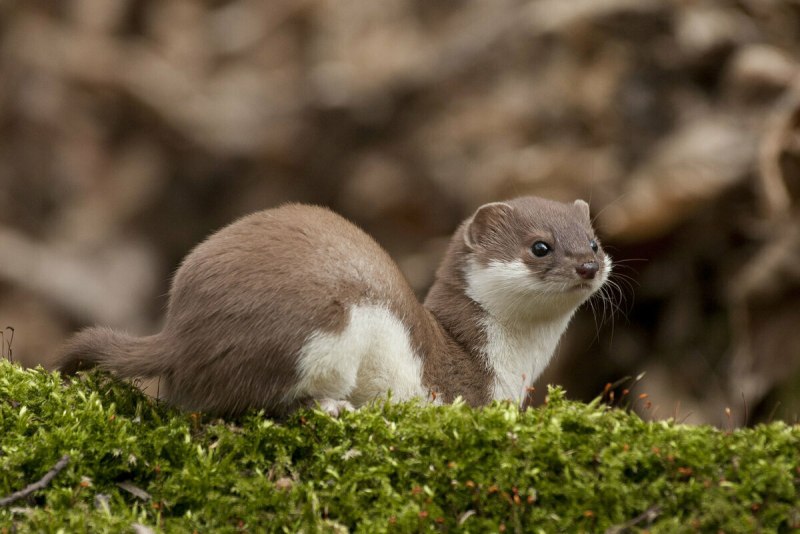Ласка Mustela nivalis Linnaeus, 1766
