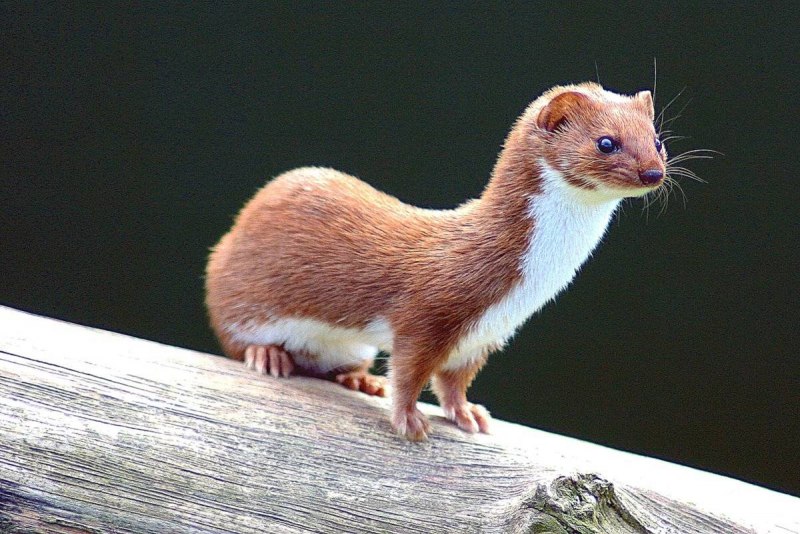 Ласка Mustela nivalis Linnaeus, 1766