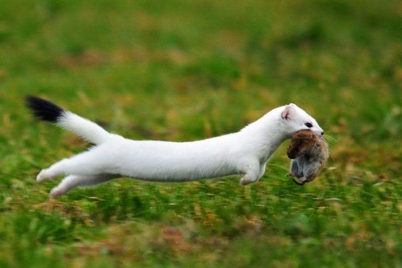 Горностай (Mustela erminea)