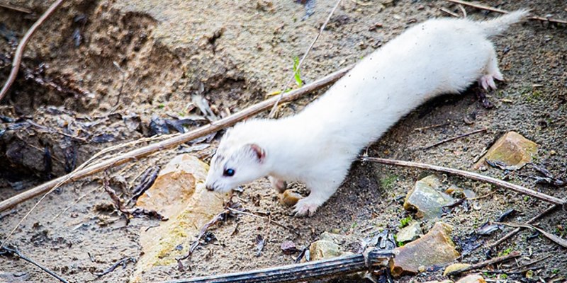 Горностай (Mustela erminea)