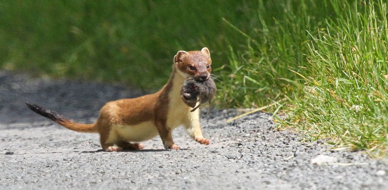 Ласка (Mustela nivalis)