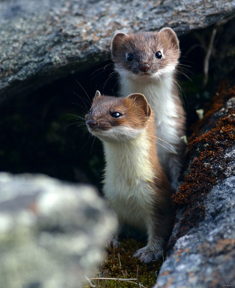 Mustela nivalis