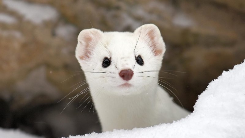 Горноста́й (лат. Mustela erminea)