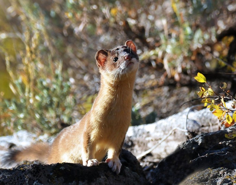 Ласка (Mustela nivalis)