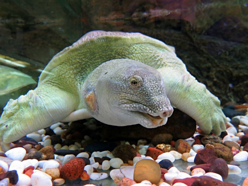 Apalone spinifera