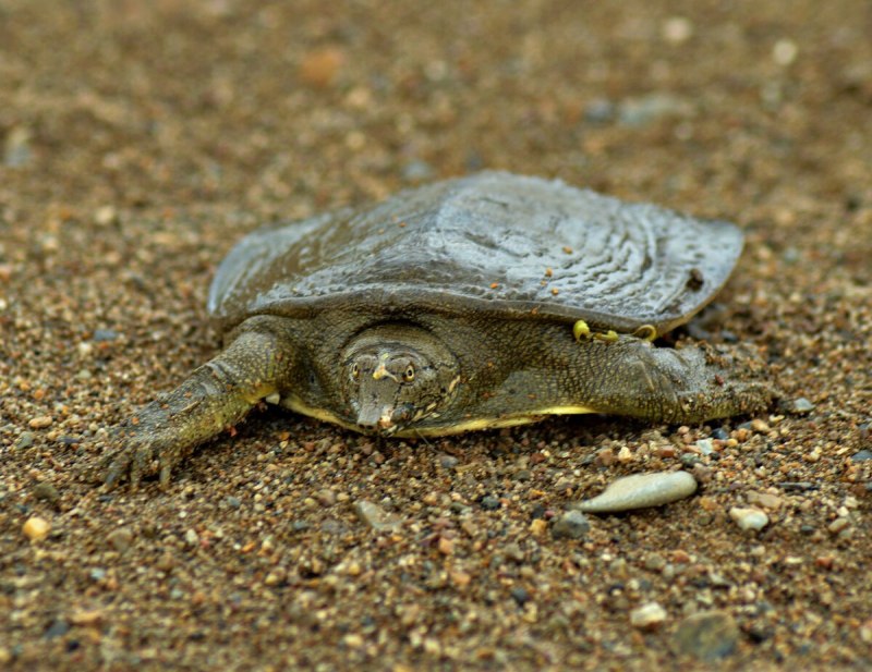 Дальневосточная черепаха Trionyx sinensis