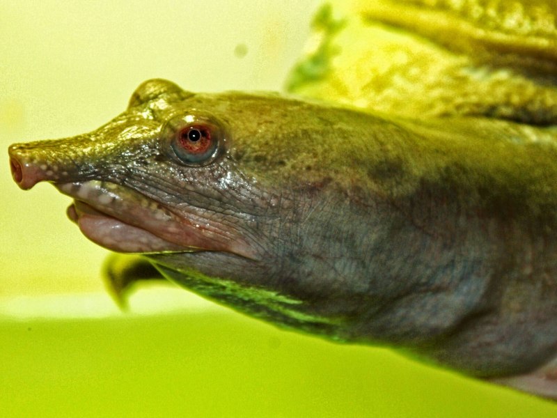 Lissemys punctata