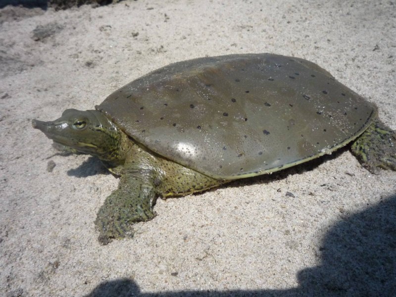 Apalone Ferox