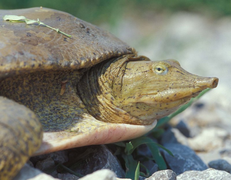Дальневосточная черепаха Trionyx sinensis