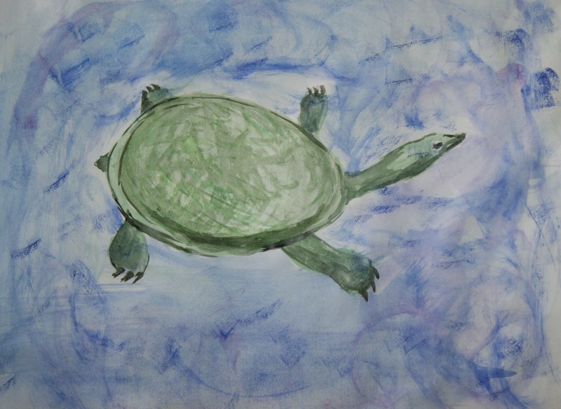 Softshell Pignose Turtle