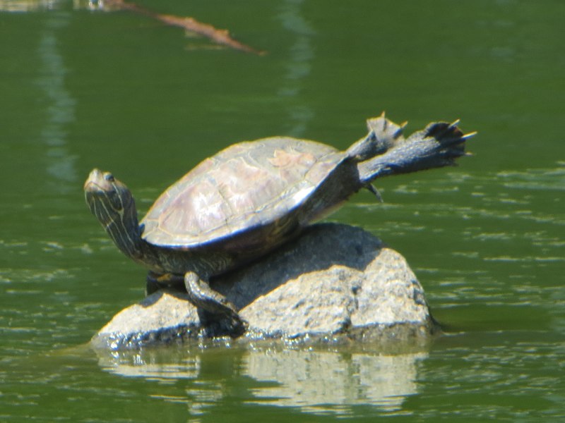 Pelodiscus axenaria