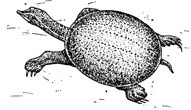 Pelodiscus sinensis (Дальневосточная черепаха, китайский трионикс)