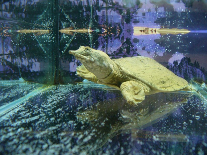 Softshell Turtle