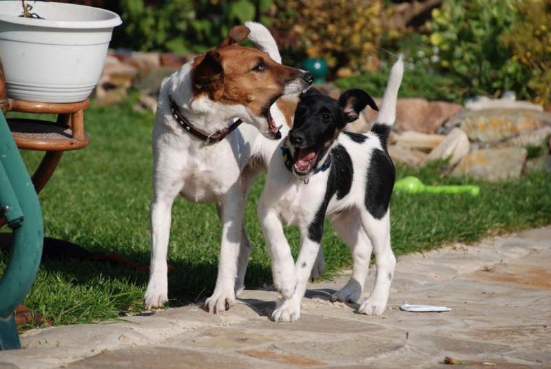 Smooth Fox Terrier порода собаки