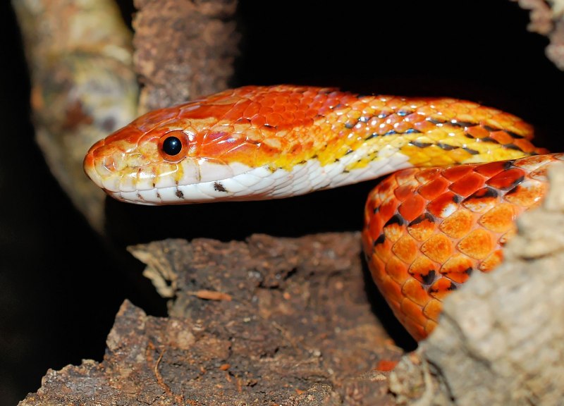 Exoprima маисовый полоз Chestnut Sunkissed, s (Германия)