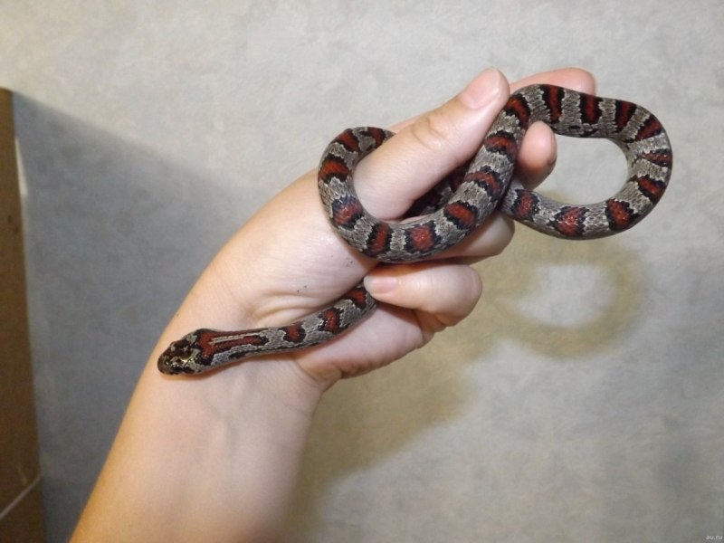 Маисовый полоз Hypo Stripe