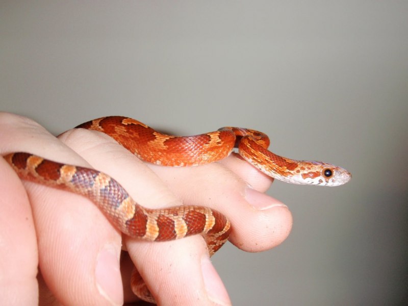 Маисовый полоз амеланист