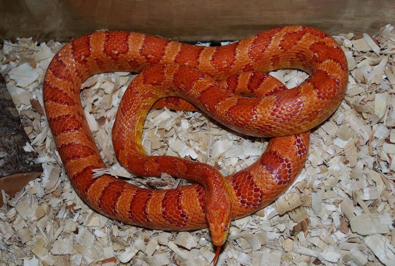 Маисовый полоз морфы Anery Motley