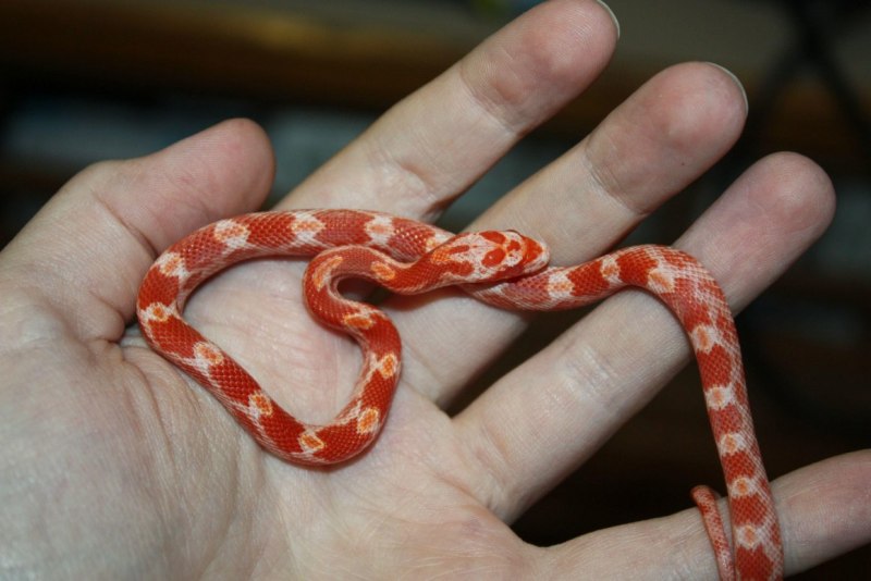 Королевская змея (Lampropeltis)