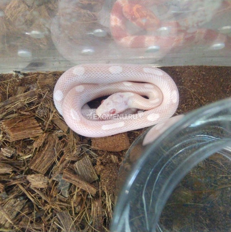 Маисовый полоз Lava