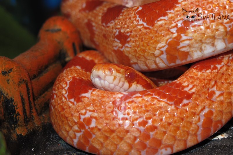 Exoprima маисовый полоз Chestnut Sunkissed, s (Германия)