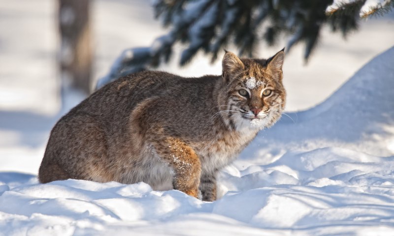 Сибирская кошка Рысь