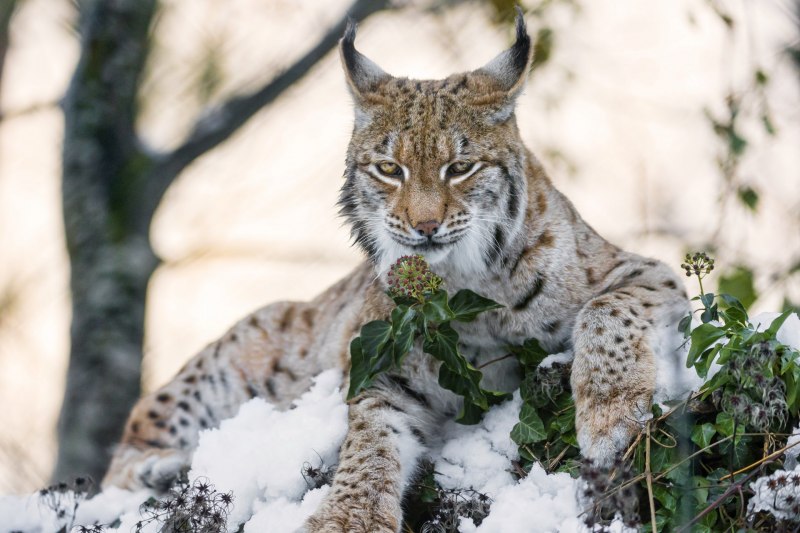 Бобкэт кошка